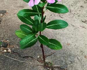 真正的花坚强，墙缝、地缝都能长，开花特别旺！