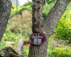 榆树怎么繁殖，可以用种子繁殖吗