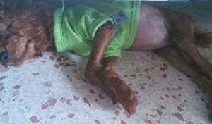 如何拥有一个健康的泰迪犬