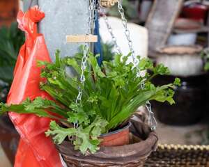 蕨类小盆栽的养殖方法和注意事项