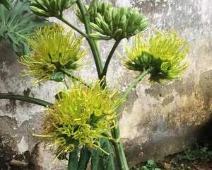 这花养10年，才开1次花，看到的都有好运气！