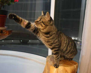 猫咪的身体语言有哪些