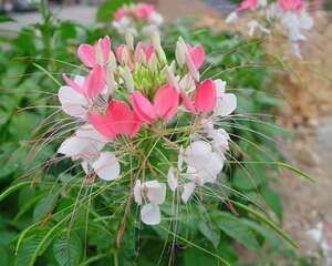 醉蝶花的繁殖方法