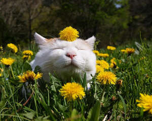 春天到了，我们该如何阻挡喵星人脱毛