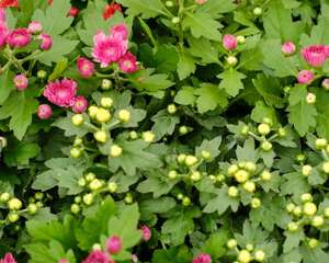 木菊花掉骨朵儿咋回事