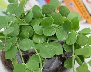 百万心的养殖方法