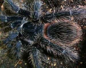 巴西所罗门食鸟的品种简介