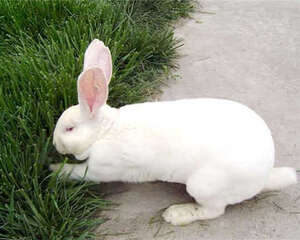 獭兔常见疾病的处理方法