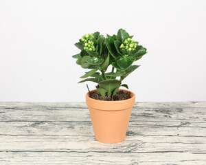 长寿花的叶子为什么会发软变卷曲