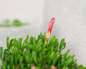 酢浆草黄叶的原因和处理办法