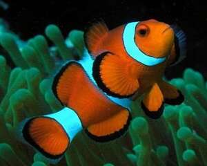 小丑鱼怎么饲养？小丑鱼饲养介绍