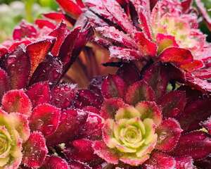 家里有这花，夏天不能施肥，小心“毒”死了！