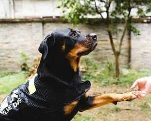 怎么教狗狗握手的本领？