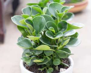 豆瓣绿不长怎么办