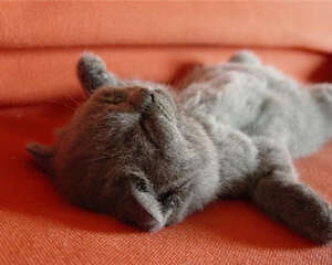 新生小猫的饮食要注意