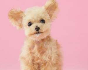 什么狗好养?新手养什么狗比较好?