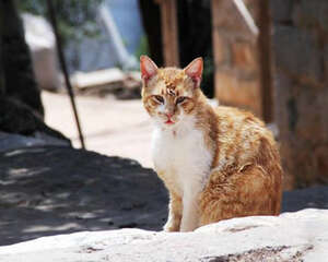 褴褛猫的养护知识