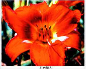 美国推出两个萱草新品种