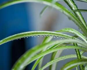 种植吊兰的注意事项