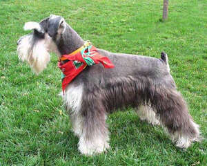 【测试】沙发测试法测试狗狗的小聪明