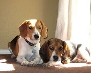 比格犬的耳朵护理知识