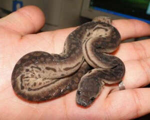 宠物蛇饲养要注意什么？