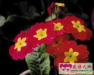 樱草花的花语：除你之外别无他爱