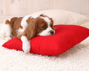 如何了解狗狗的智商问题