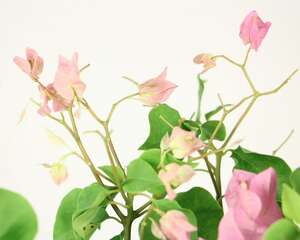 三角梅不开花怎么办
