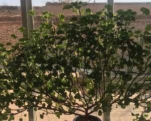 大哥养花，3年剪出一盆孔雀开屏，高手在民间！