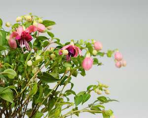 北方养不活的花，南方随便一插，长了整面墙！