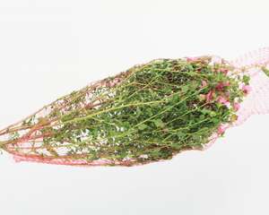 小木槿四季养护方法