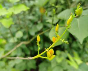 丁香花的养殖方法和注意事项
