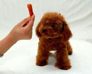 贵宾犬毛发褪色主人应该怎么做