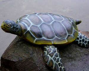 养龟的必备消毒药有哪些？