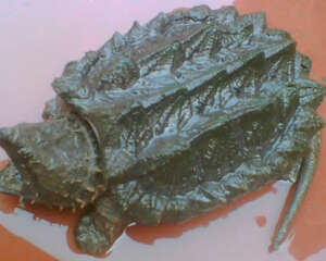 鳄龟的生活习性