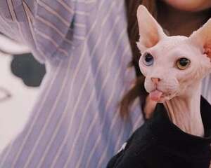 无毛猫是什么猫？要多少钱一只？