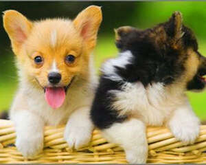 冬季注意别给狗狗吃凉食