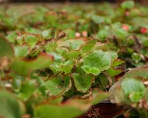 四季海棠花怎么浇水，多长时间浇水