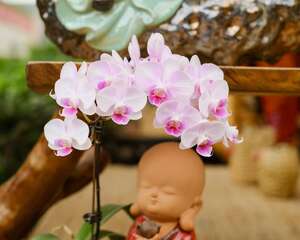 蝴蝶兰适合室内养吗，如何养护长的好