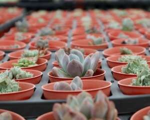 多肉植物怎么种