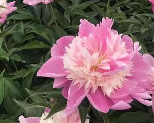 这种吉祥富贵花，秋天都要抢着养，错过再等一年！