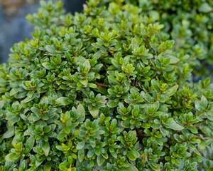 杜鹃花浇水放醋可以吗，杜鹃花浇水后花蔫了