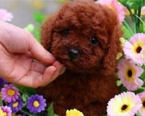 泰迪犬毛发变色正常嘛