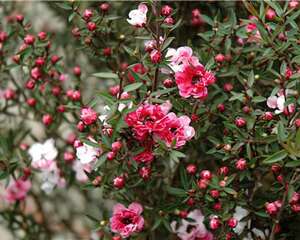 繁花似锦的松红梅(图)