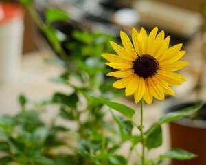 向日葵种子种植哪一头朝下