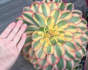 基因强大就是屌，随手种出的多肉植物都可以如此霸气