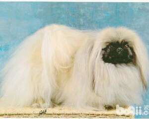 怎么给狗狗清洁耳朵？狗狗耳朵清洁方法