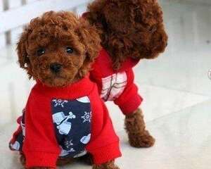 茶杯泰迪犬其实并不难养