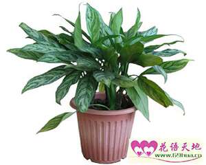 银皇后的花语：仰慕